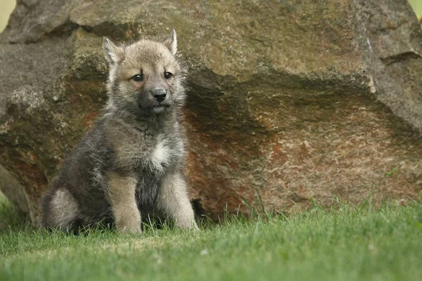 Un lobo gris del noroeste (Canis lupus occidentalis) también llamado lobo de madera sentado frente a una roca . — Foto de Stock