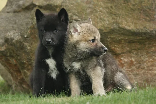 İki gri Northwestern kurdu (Canis lupus occidentalis) da bir kayanın önünde oturan kereste kurdu olarak adlandırılır..