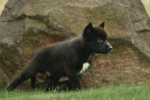 Un lobo gris del noroeste (Canis lupus occidentalis) también llamado lobo maderero se queda ante una roca . — Foto de Stock