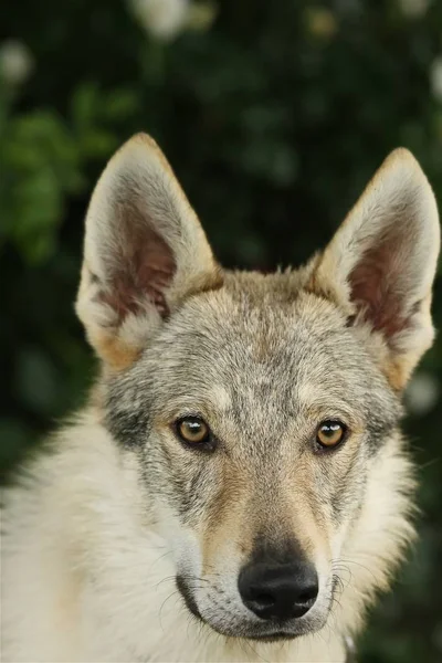 Um Wolfdog checoslovaco (Canis lupus familiaris) retrato feminino com fundo verde . — Fotografia de Stock