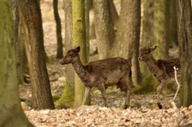 Ormanda yürüyen kızıl geyikler (Cervus elaphus).