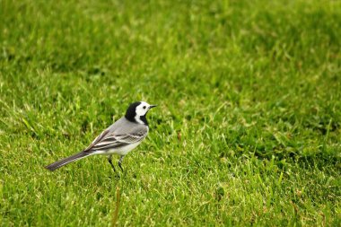 Beyaz kuyruklu (Motacilla alba) yeşil çimenlerde oturuyor.