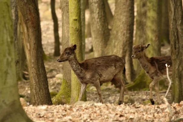 Красный олень (Cervus elaphus) детеныши прогуливаются по лесу . — стоковое фото