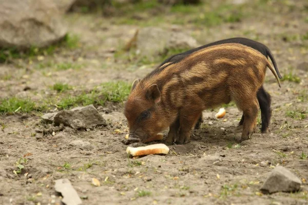 숲에서 가까운 마른 모래 위에서 먹이를 먹고 있는 멧돼지 ( 수스 스 크로 파 ) 새끼. — 스톡 사진