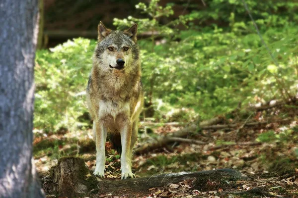 El lobo gris euroasiático (Canis lupus) permanece tranquilamente en el bosque oscuro . — Foto de Stock