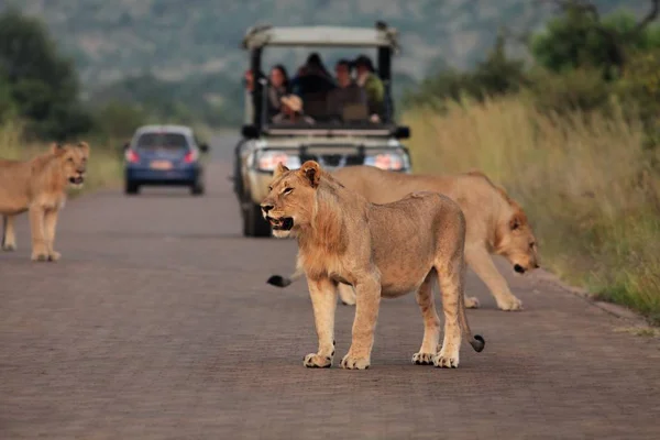 Aslan gururu (Panthera leo) Güney Afrika Safari yolunda kalıyor.