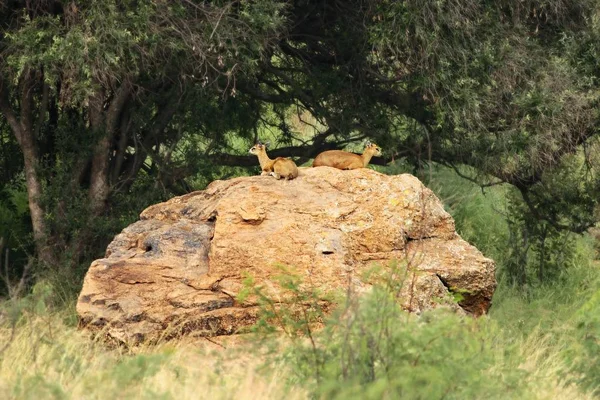 새사 (Sassa) 라고 도하는 두 마리의 붉은 바위 위에 누워 있는 두 마리의 클립 스프링클러 (oreotragus). — 스톡 사진