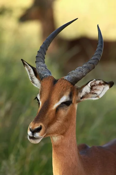 O jovem impala (Aepyceros melampus) macho ficar na grama verde — Fotografia de Stock