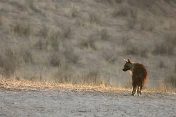 Коричневая гиена (Parahyaena brunnea) испугалась и оглянулась вокруг на утреннем солнце . — стоковое фото