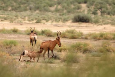 Kırmızı antilop (Alcelaphus buselaphus caama) (Alcelaphus buselaphus caama) anne ve bebek. Öteki antilop yavrusunu emziriyor..