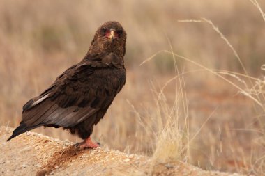 Kuru kumda oturan olgunlaşmamış Bateleur (Terathopius ekaudatus).