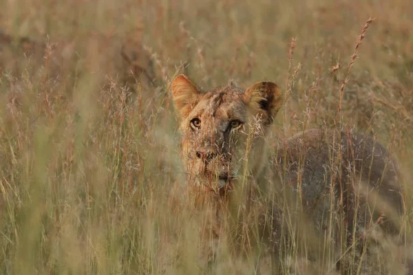 León (Panthera leo) permaneciendo escondido en hierba seca en safari sudafricano . — Foto de Stock
