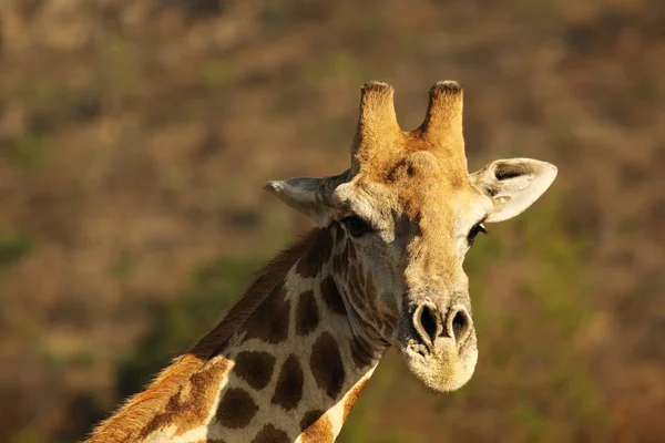 Africká žirafa (žirafa camelopardalis žirafa) dělá luk pít z vodní díry na poušti Kalahari. — Stock fotografie