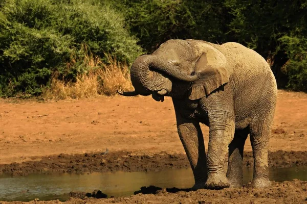Elefante africano (Loxodonta africana) água potável do lago . — Fotografia de Stock