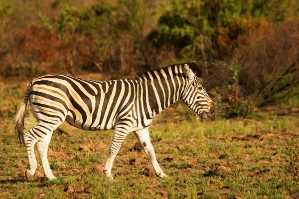 Plains zebra (Equus quagga, dříve Equus burchellii, Burchell 's zebra) stojící na červené a hnědé skále. — Stock fotografie