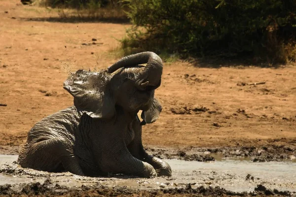 Jeune éléphant de brousse d'Afrique (Loxodonta africana) éclaboussure de boue . — Photo