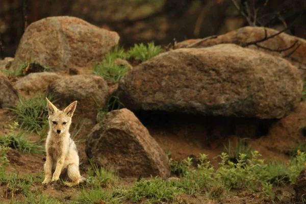 Black-backed jackal (Canis mesomelas) puppy playing in the dry grass. — Stock Photo, Image