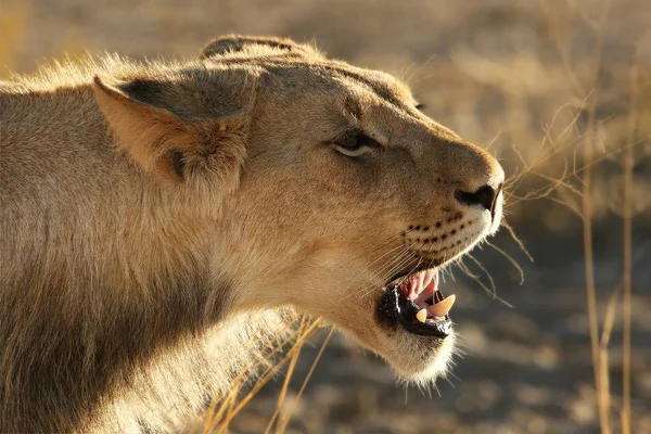 Νεαρό αρσενικό λιοντάρι (Panthera leo) έχουν ένα υπόλοιπο στην έρημο Καλαχάρι. — Φωτογραφία Αρχείου