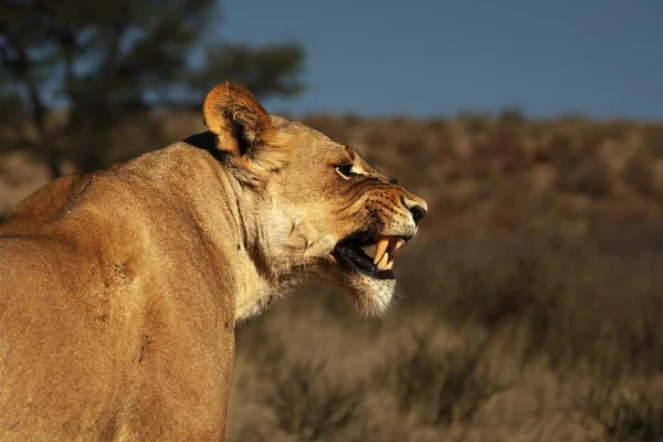 Η θυμωμένη λέαινα (Panthera leo) περπατώντας στην έρημο Καλαχάρι. — Φωτογραφία Αρχείου