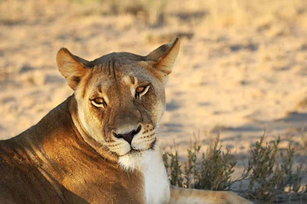 Oroszlán (Panthera leo) fekszik Kalahári sivatagban, és keresi a többi büszkeségét. — Stock Fotó
