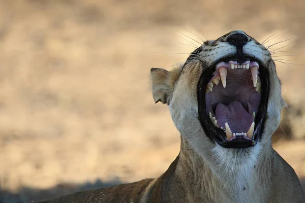 Dişi aslan (Panthera leo) ağzı açık, dişlerini gösteriyor.. — Stok fotoğraf