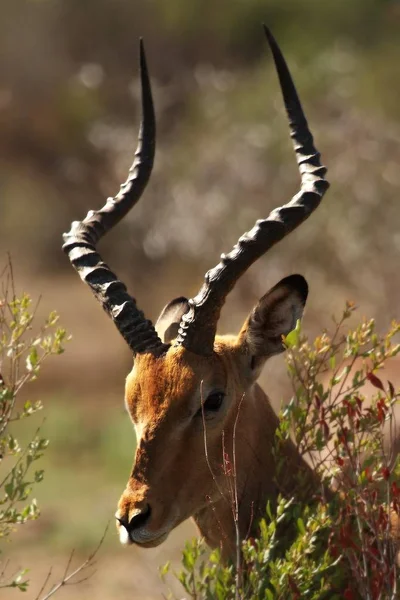 Ένα impala (Aepyceros melampus) τεράστιο αρσενικό κρησφύγετο σε υψηλό ξηρό γρασίδι. — Φωτογραφία Αρχείου