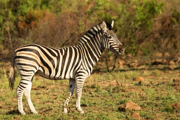 Llanuras de cebra (Equus quagga, anteriormente Equus burchellii, cebra de Burchell) de pie en la hierba seca . —  Fotos de Stock