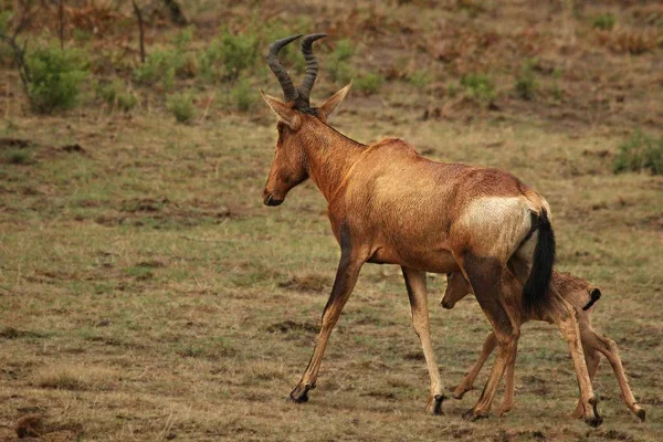 Czerwony Hartebeest, Alcelaphus buselaphus caama lub Alcelaphus caama matka ze swoim dzieckiem. — Zdjęcie stockowe