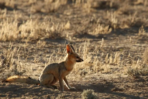 Cape fox (Vulpes chama) sitting on the sand in Kalahari desert. — Stock Photo, Image