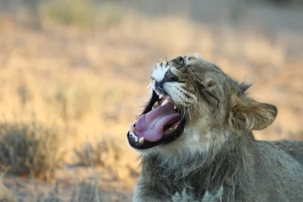 The young lion male (Panthera leo) lying in sand in Kalahari Desert. — Stock Photo, Image