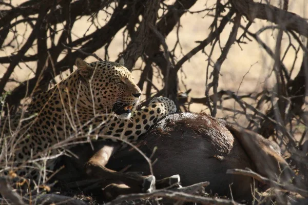 El leopardo africano (Panthera pardus pardus) después de la caza con el ñus de la muerte . — Foto de Stock