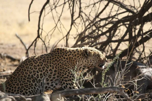 Il leopardo africano (Panthera pardus pardus) dopo la caccia con lo gnu della morte . — Foto Stock