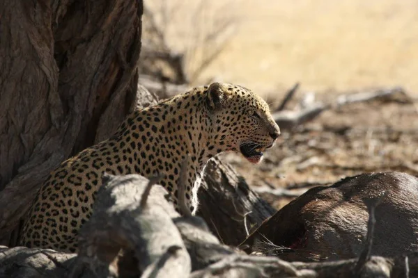 Il leopardo africano (Panthera pardus pardus) dopo la caccia con lo gnu della morte . — Foto Stock