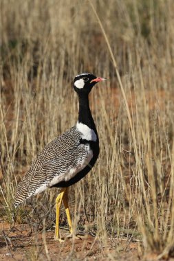 Kuzey Siyah Bustard (Afrotis afraoides) Kalahari çölünde yürüyor.