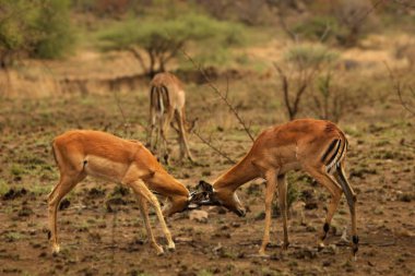 İki impalas (Aepyceros melampus) erkek dövüşü.