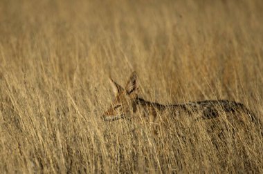 Siyah sırtlı çakal (Canis mesomelas) kuru yüksek otların arasında kalıyor.