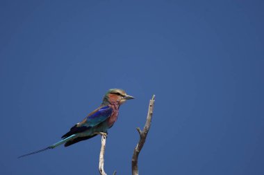 Dalda oturan leylak göğüslü Roller (Coracias caudatus).
