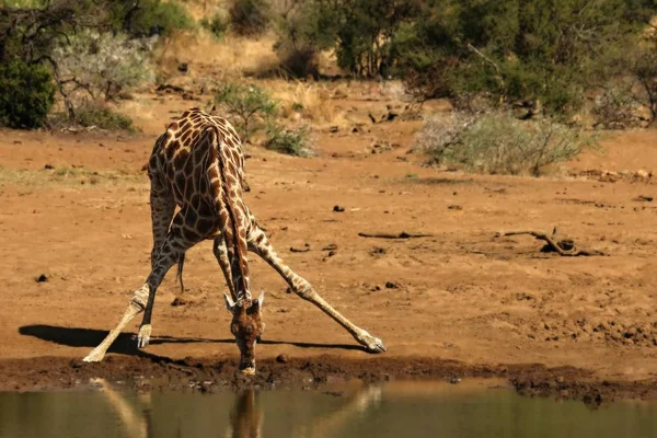 Girafa africana (Giraffa camelopardalis girafa) fazendo um arco para beber do buraco da água . — Fotografia de Stock