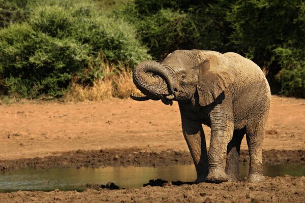 Young african bush elephant (Loxodonta africana) splash mud. Elephant in bath. Elephant splash mud.
