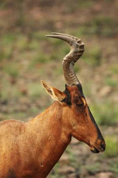 Kırmızı antilop, Alcelaphus buselaphus caama ya da Alcelaphus caama kuru Kalahari kumlarında yürüyor.. — Stok fotoğraf