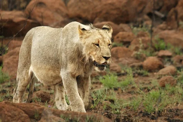 Oroszlán (Panthera leo) sétál Kalahári sivatagban, és keresi a maradék büszkeségét.. — Stock Fotó