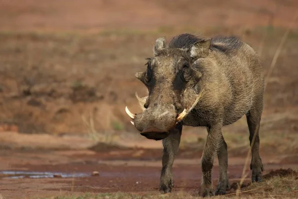 Běžný warthog (Phacochoerus africanus) jde do vodní díry — Stock fotografie