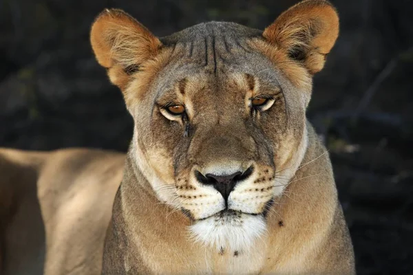 Oroszlán (Panthera leo) feküdt a homokban a Kalahári sivatagban. — Stock Fotó