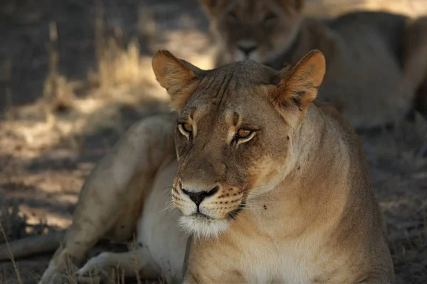 Leonessa (Panthera leo) adagiata nella sabbia nel deserto del Kalahari . — Foto Stock