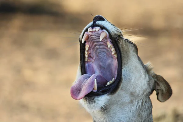 Lioness (Panthera leo) with open mouth show teeth and laying in sand in Kalahari Desert.
