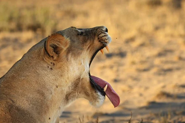 Löwin (Panthera leo) mit offenem Maul zeigt Zähne und liegt im Sand in der Kalahari-Wüste. — Stockfoto