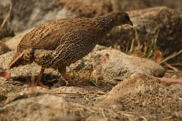 Crested Francolin, Peliperdix Sephaena περπάτημα σε πέτρα στον πρωινό ήλιο. — Φωτογραφία Αρχείου