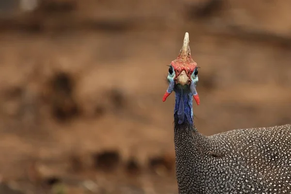 O guineafowl capacete (Numida meleagris) em uma savana seca da África do Sul . — Fotografia de Stock