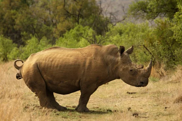 En vit noshörning, noshörning, (Ceratotherium simum) som vistas i gräsmark. — Stockfoto