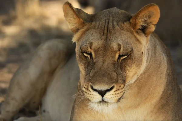 Løvinne (Panthera leo) i Kalaharis ørken og leter etter resten av stoltheten sin . – stockfoto